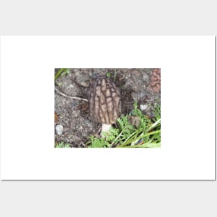 Wild black morel mushroom Posters and Art